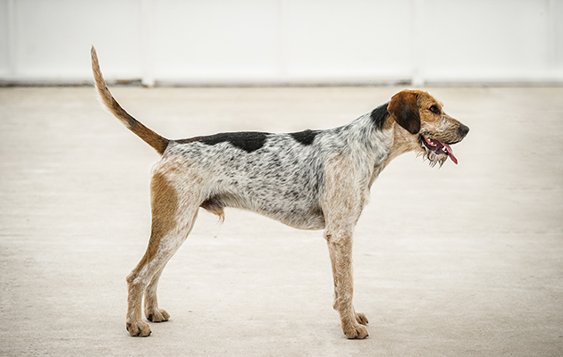 West of Yore Stranger really caught the eye in the unentered doghound class