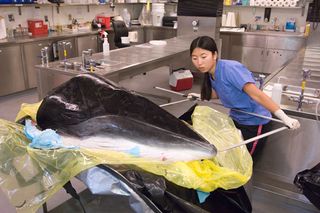 Maya Yamato examines a minke whale head in the necropsy facility at WHOI. Scans and dissections revealed clues to how minke, and probably other baleen whales, hear. 