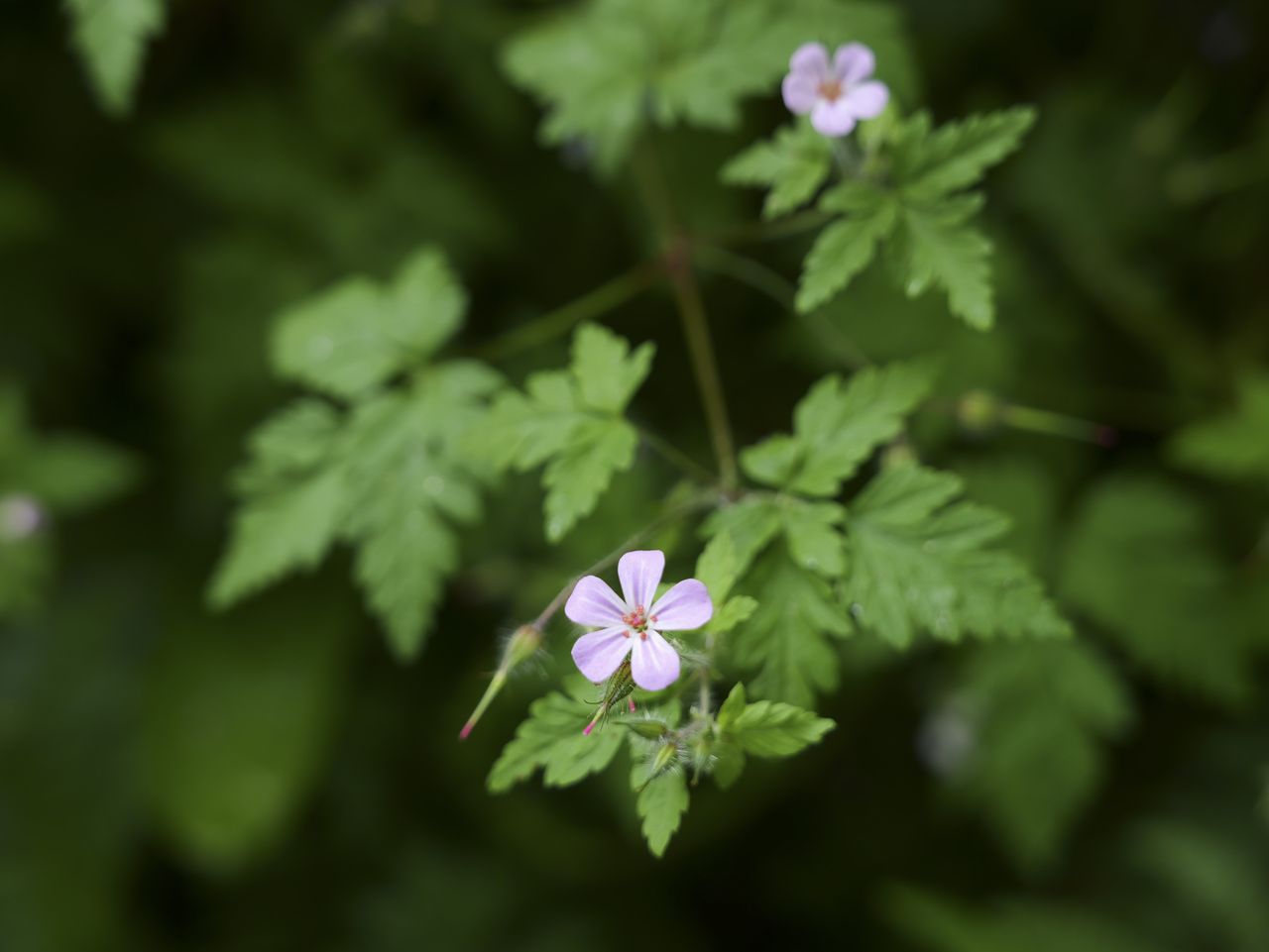 Sample image taken with the Panasonic Lumix L10; pink flower closeup