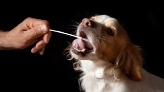 Dog having a mouth swab for DNA test
