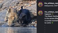 Screenshot of leopard and black panther from video footage captured by wildlife filmmaker 