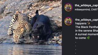 Screenshot of leopard and black panther from video footage captured by wildlife filmmaker 
