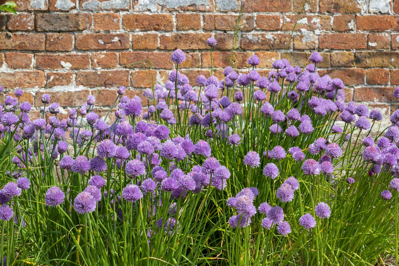 chive flowers in front of a brick wall