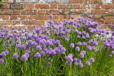 chive flowers in front of a brick wall