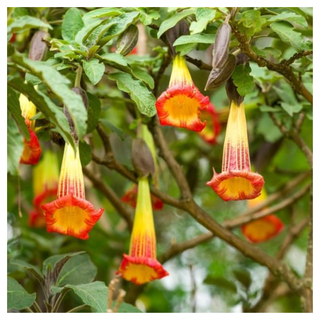 A close-up of red angel's trumpet flowers in bloom