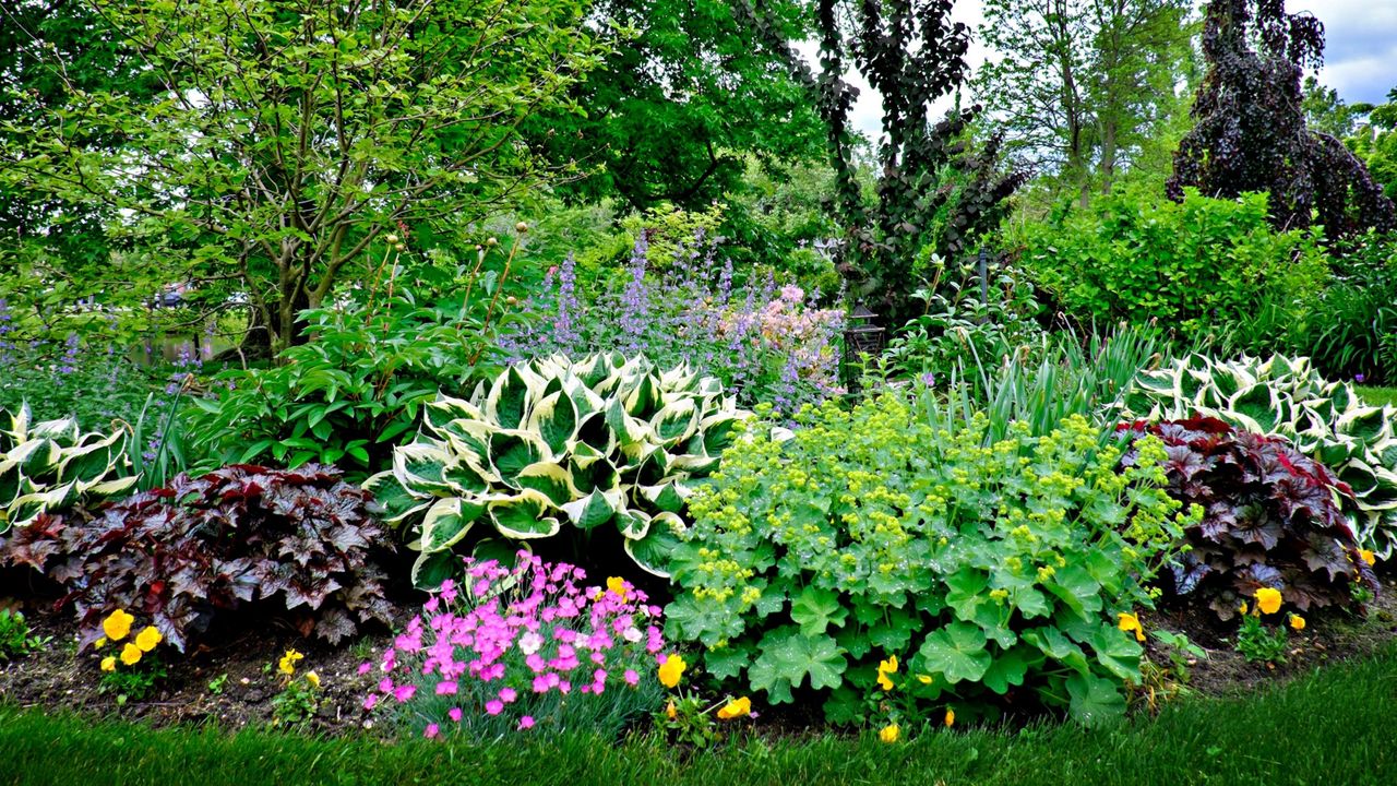 A luscious planting scheme with hostas