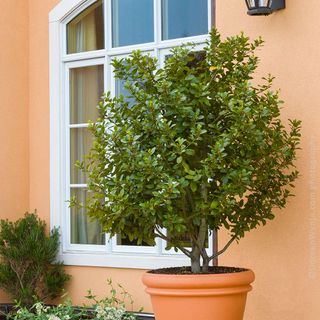 A bay laurel tree in a terracotta pot