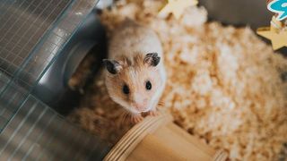 best hamster cages