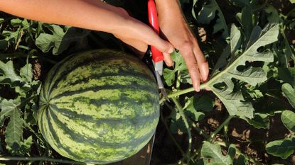 Pruning a watermelon plant with a large fruit ripening