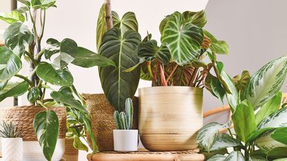 Various houseplants arranged in living room