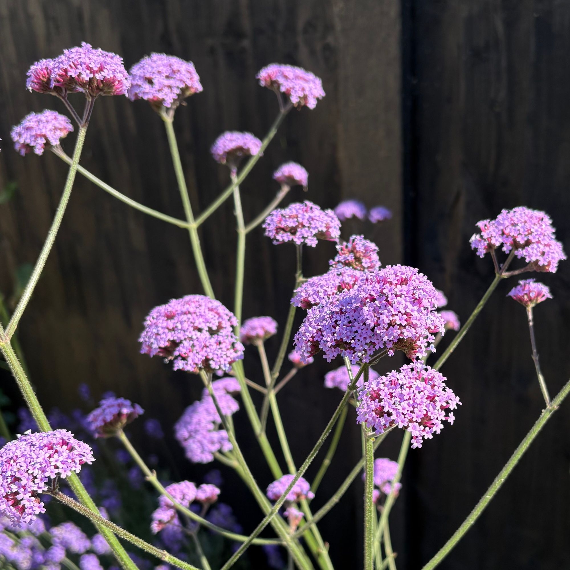 Closeup of flowering verbena growing in a garden border