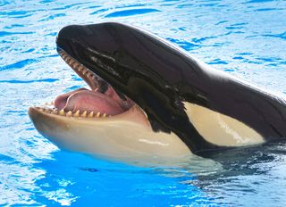 Killer Whales Learn How To Speak Dolphin Live Science