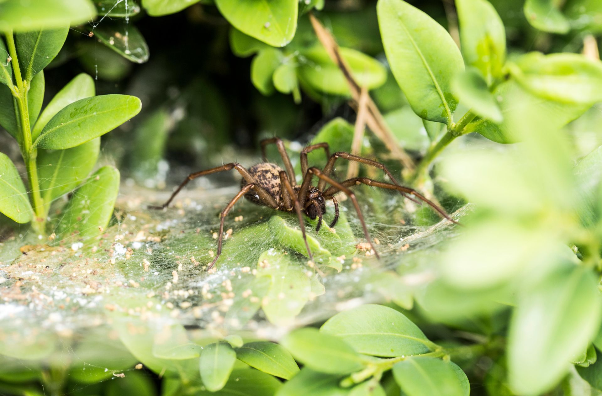 13 ways to keep spiders away naturally, without killing them Homes and Gardens