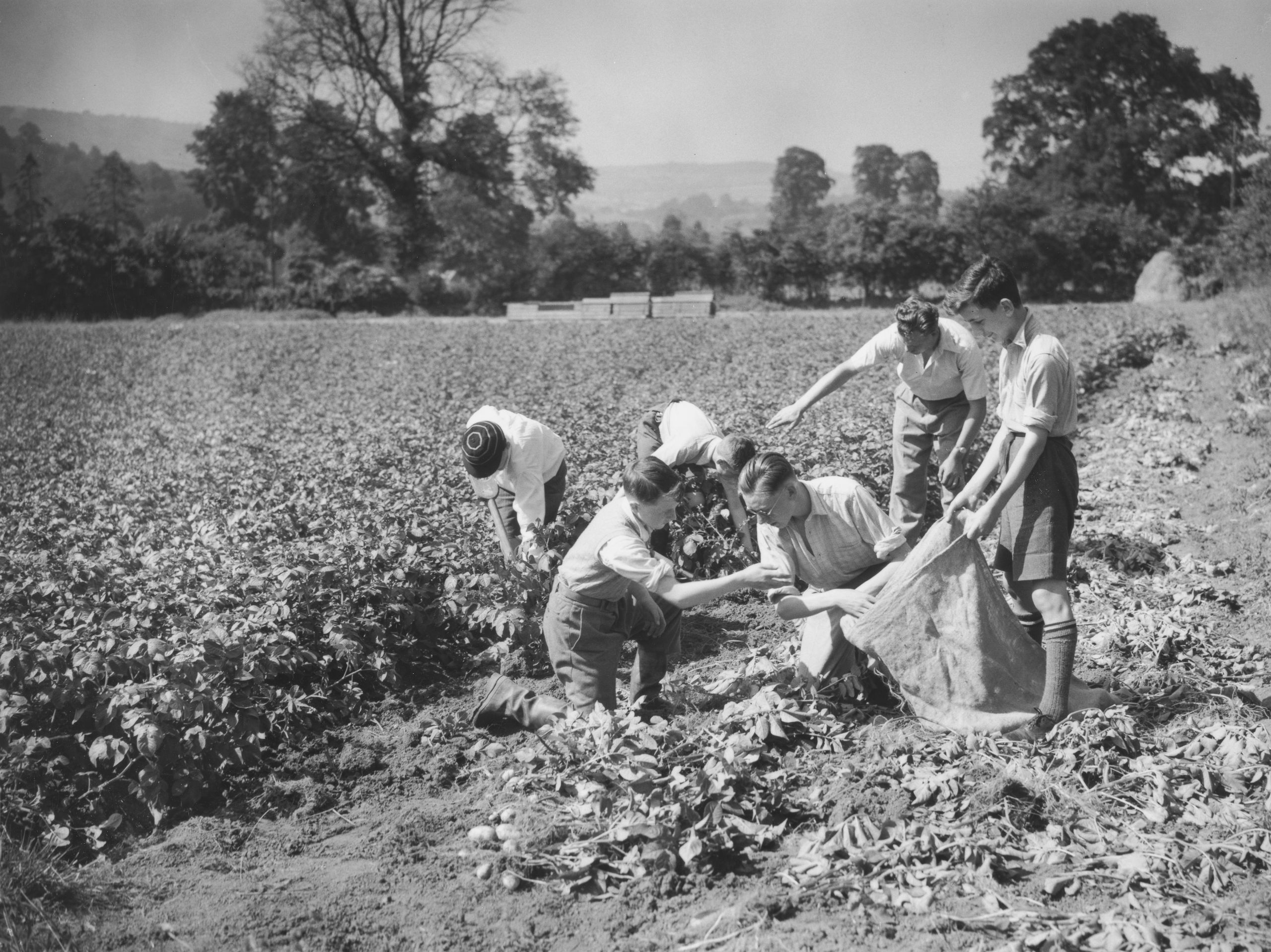 The countdown to Spud-ageddon is on: Why potato farmers are in peril