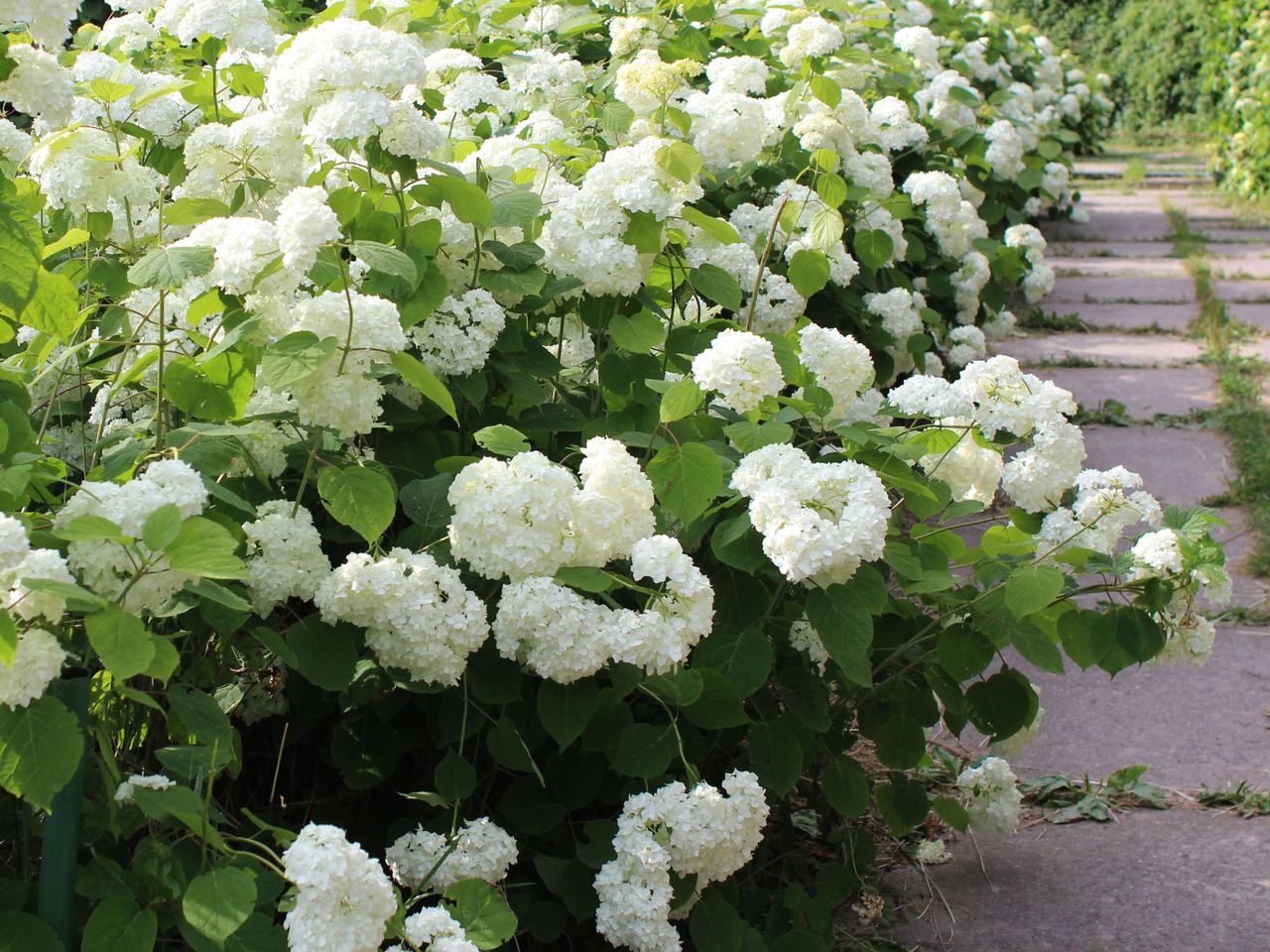 Hydrangeas bordering path