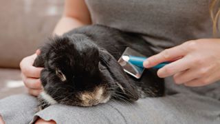 Woman brushing rabbit