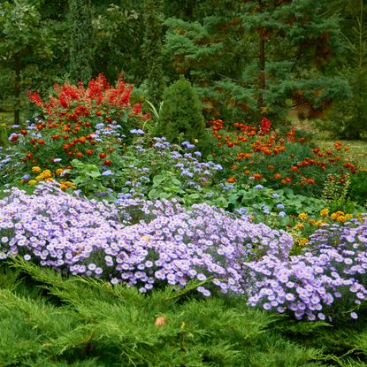 Fall perennial garden with asters