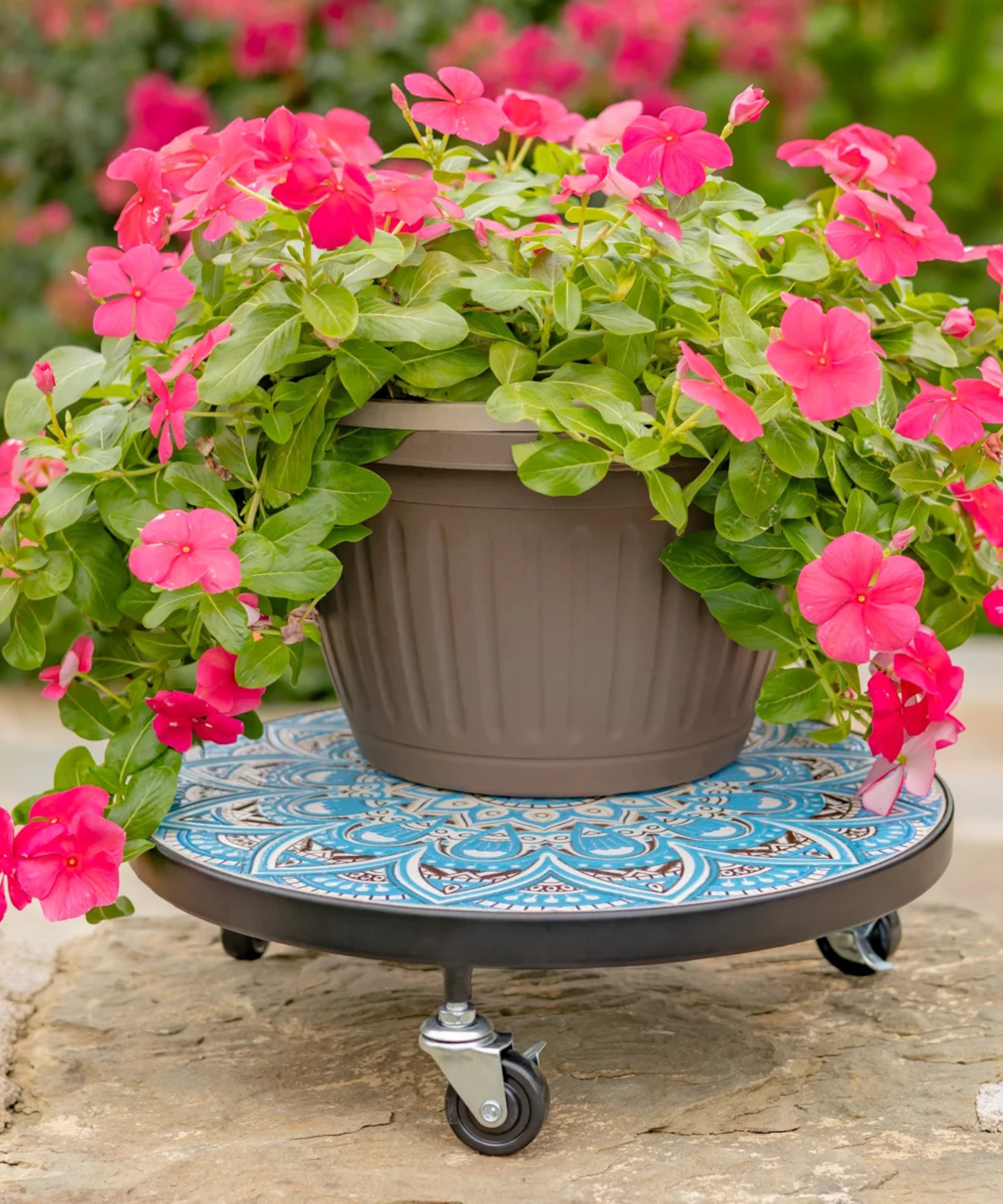 Wayfair plant caddy