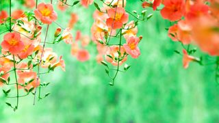 Spring Solstice 2023: Trumpet creeper, orange flower against a vibrant green background.
