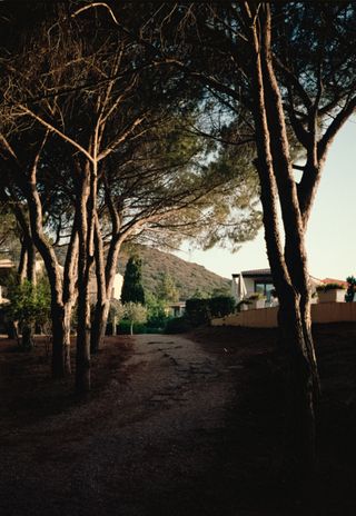 Sunset through trees with buildings in the background