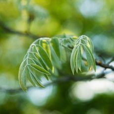 Amur maackia leaves