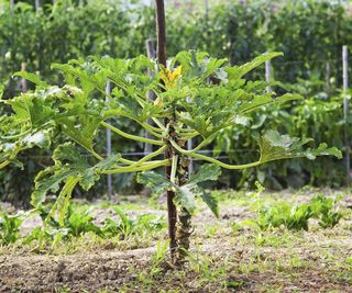 An organic zucchini plant growing vertically in a vegetable garden