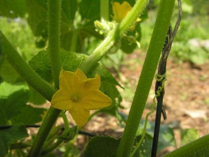 Close Up Of Cucumber Plant Vine