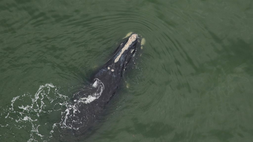 2 calves of one of world's most endangered large whales spotted