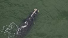 A North Atlantic right whale calf was spotted on Dec. 4, 2020. This calf was born to 13-year-old Chiminea.