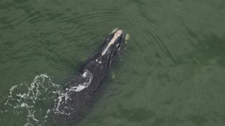 A North Atlantic right whale calf was spotted on Dec. 4, 2020. This calf was born to 13-year-old Chiminea.