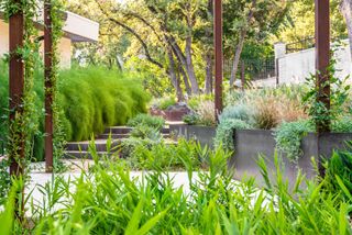 plants in Texas backyard by Eden Garden Design