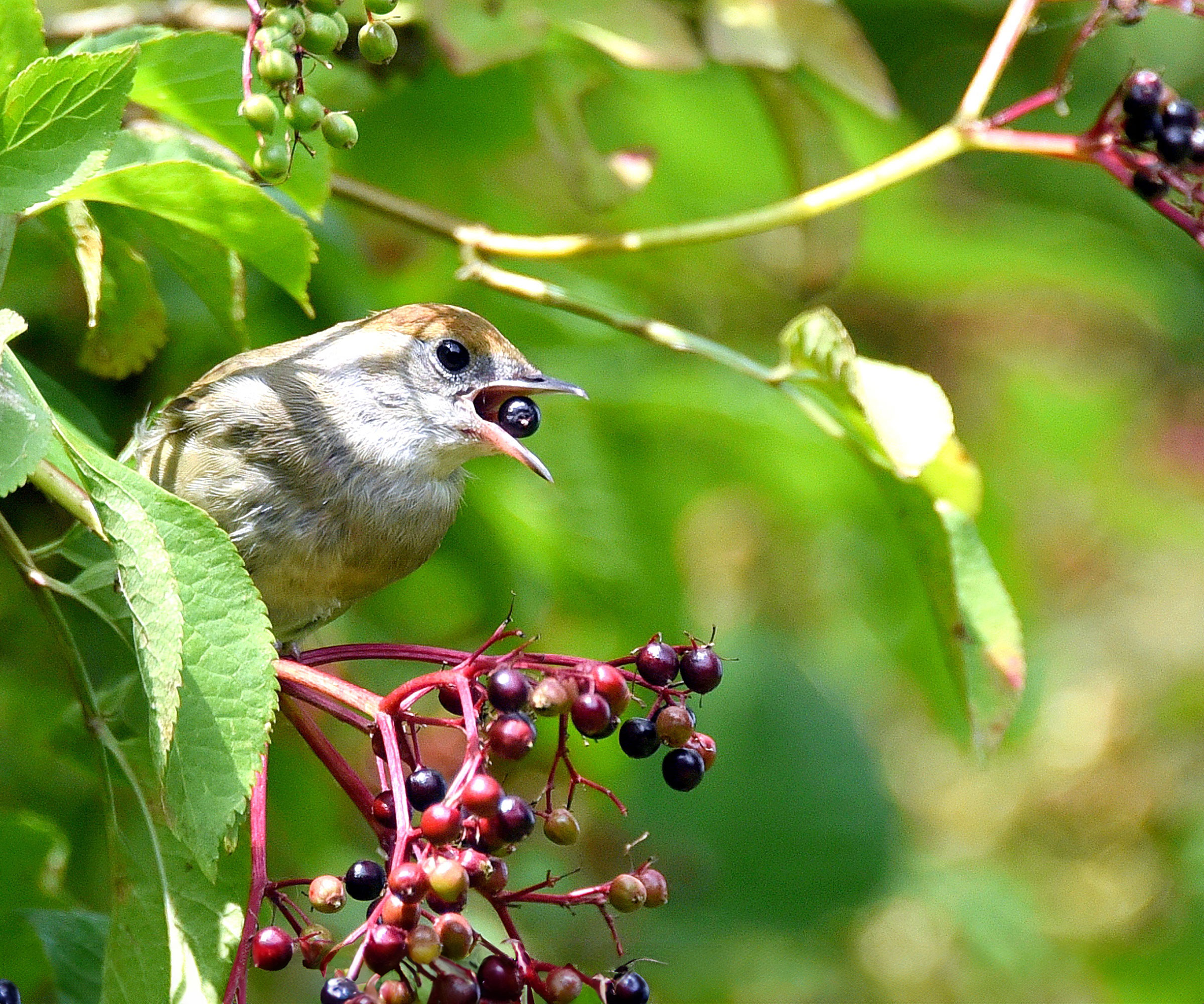 young bird feeding on elderberries in garden