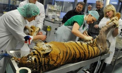 Girl, the 8-year-old Malayan tiger, has so far successfully taken to her artificial hip.