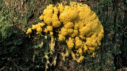 Yellow slime mold on a tree