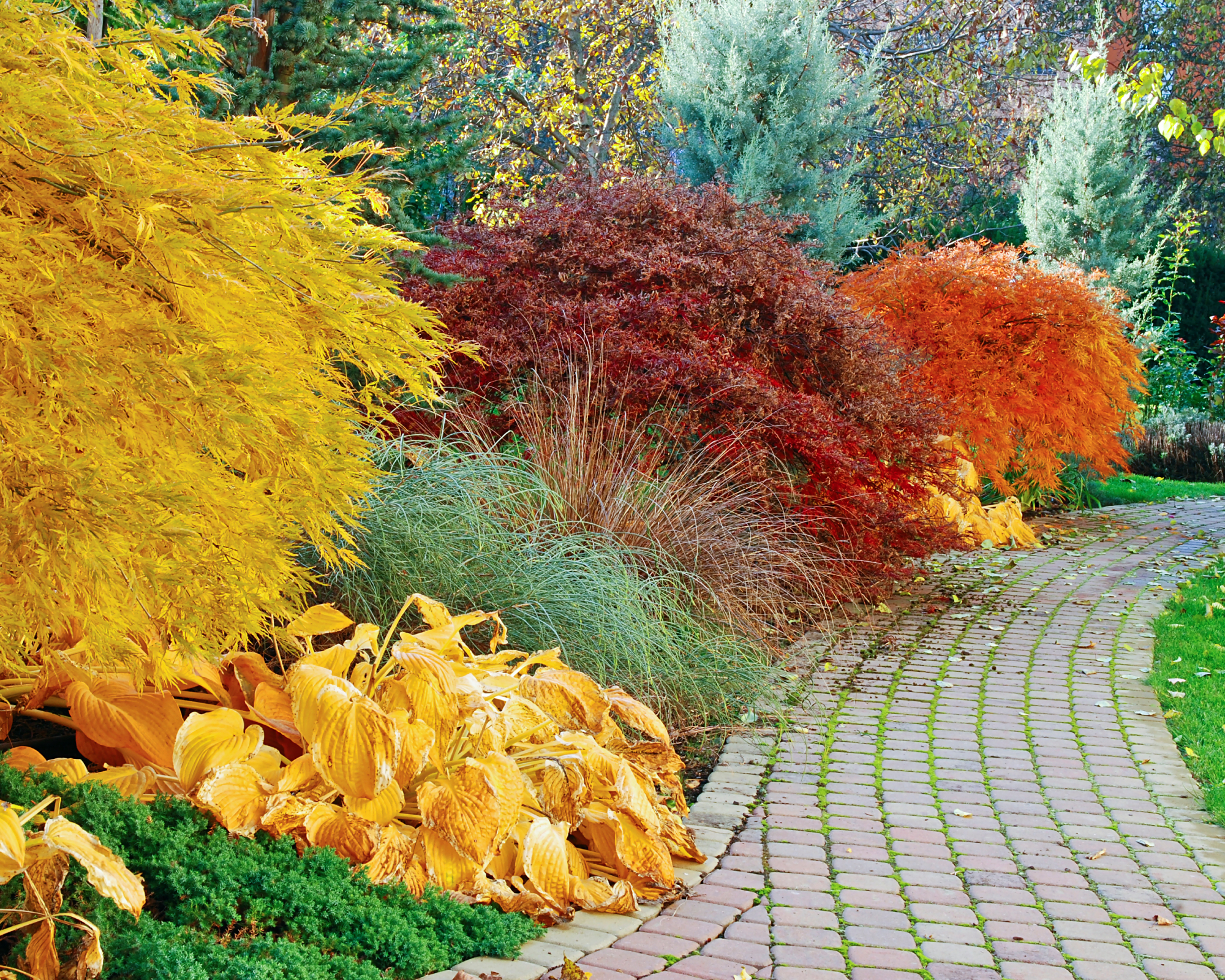 Japanese maples lining path in fall garden
