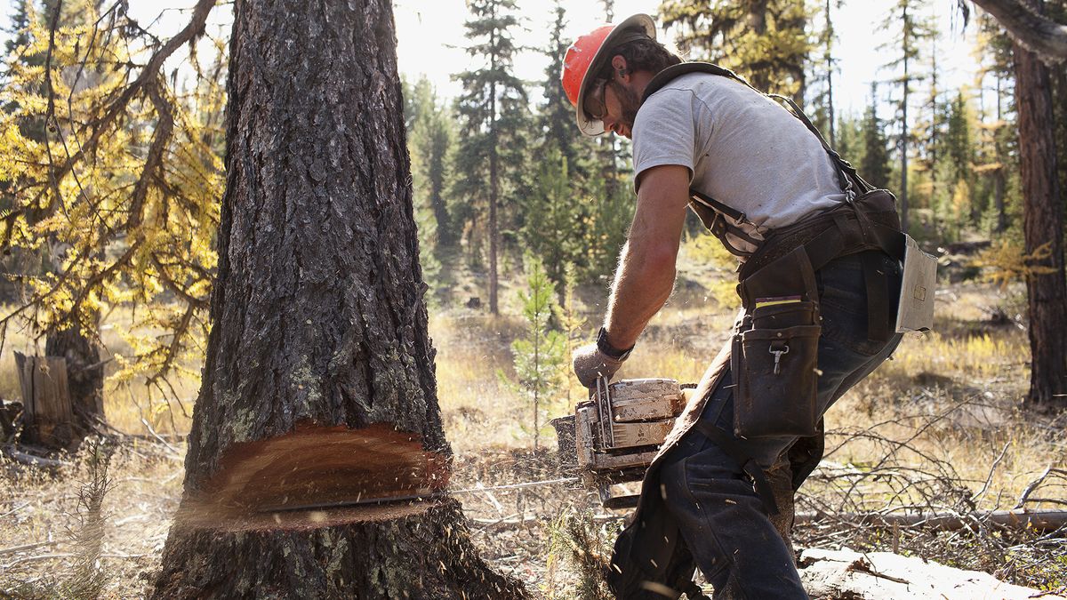 Man wearing protective outdoor clothing using a chainsaw to fell a big tree in a forrest.