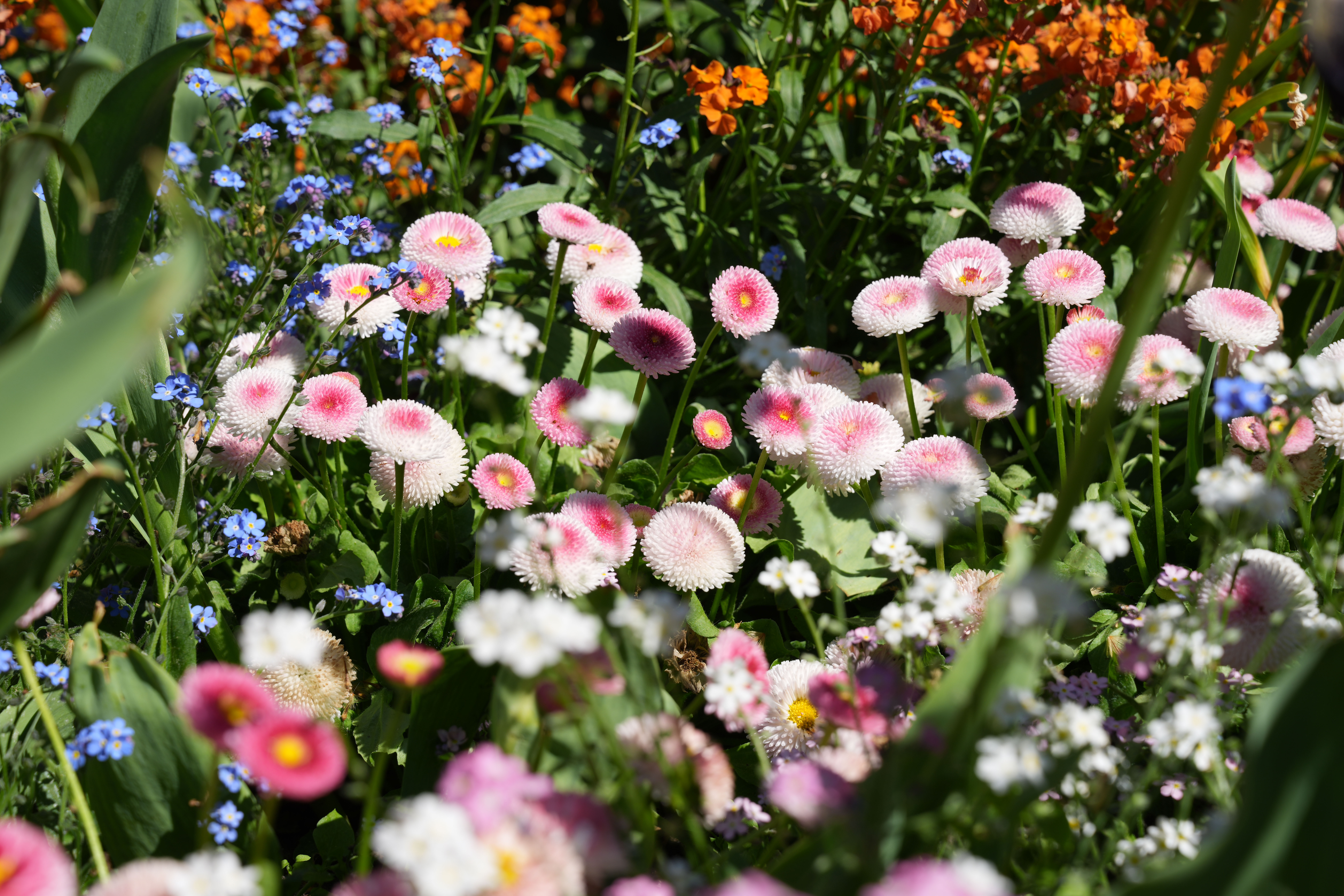Pink, white, blue and orange flowers blooming in bright sunlight.