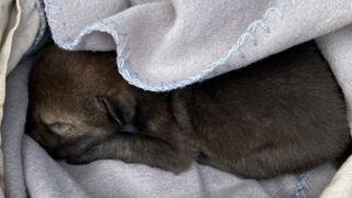 A red wolf pup sleeping and wrapped in a blanket.
