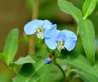 Virginia dayflower in bloom