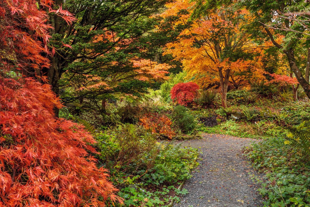 Japanese maples in the Rock Garden at Hergest Croft, including Acer palmatum &#039;Ornatum&#039; and A. shiraswanum &#039;Microphyllum&#039;.