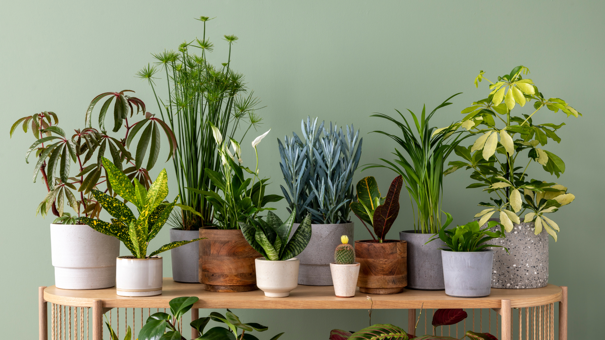 variety of trendy houseplants on table 