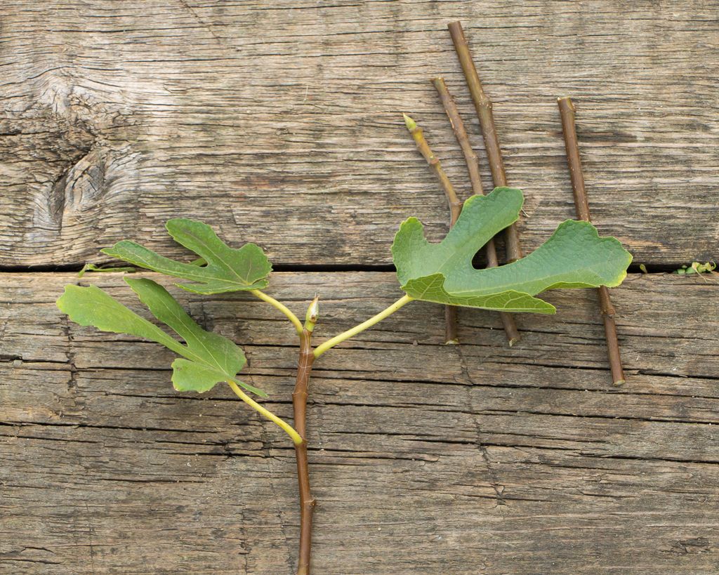 How to grow figs expert tips on planting, growing and harvesting Gardeningetc How to grow figs expert tips on planting, growing and harvesting Gardeningetc