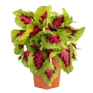 Coleus plant with red and green leaves