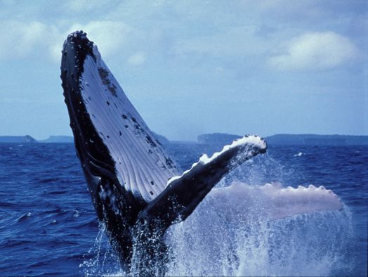 Facts About Humpback Whales | Live Science