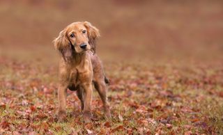 Anna-Marie Coster shares her skills for capturing great dog portraits