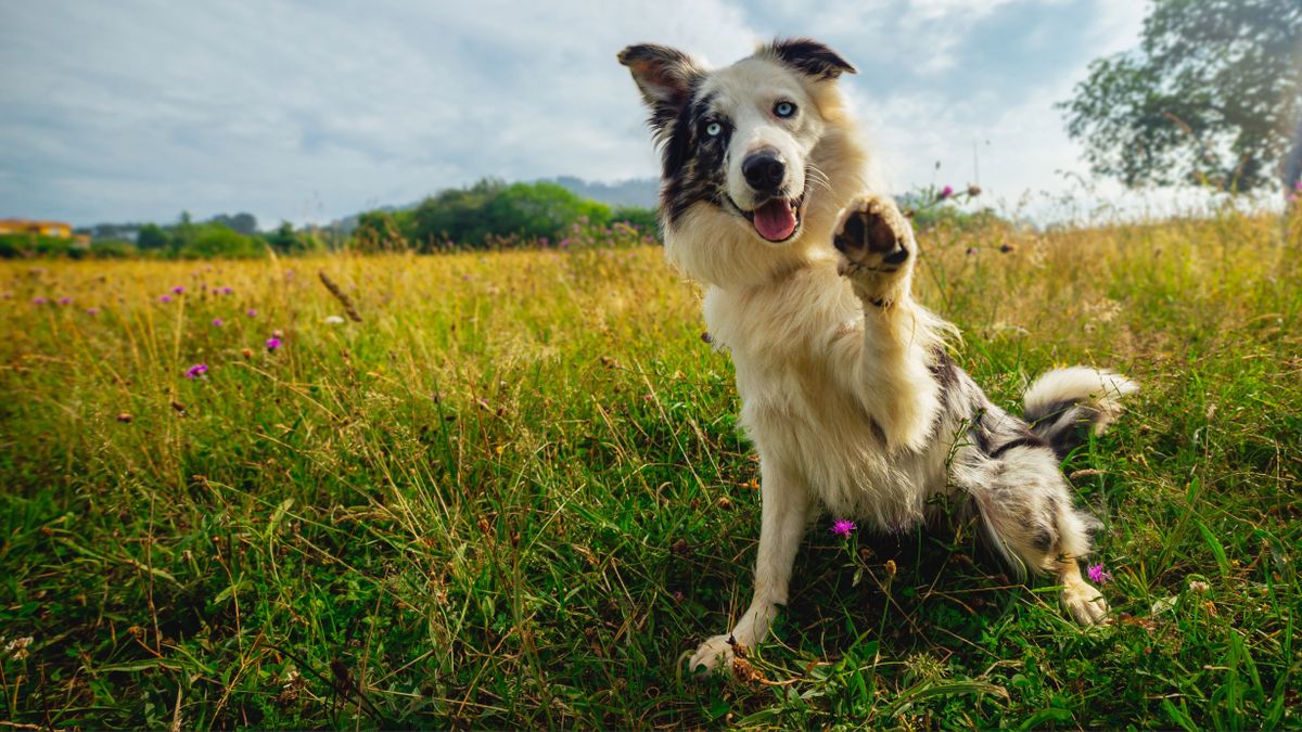 Happy dog in a meadow holding their paw up