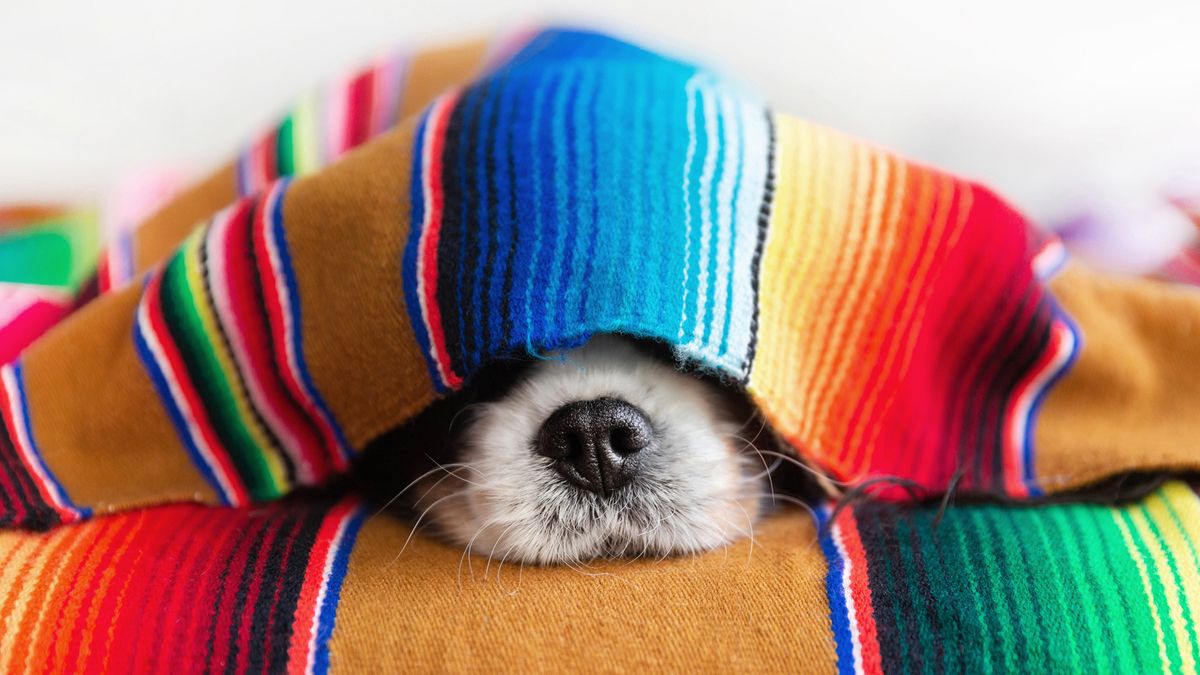 Dog&#039;s nose peeping out of a blanket