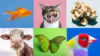 A collage of a goldfish, house cat, mushroom, cow, butterfly, and bird