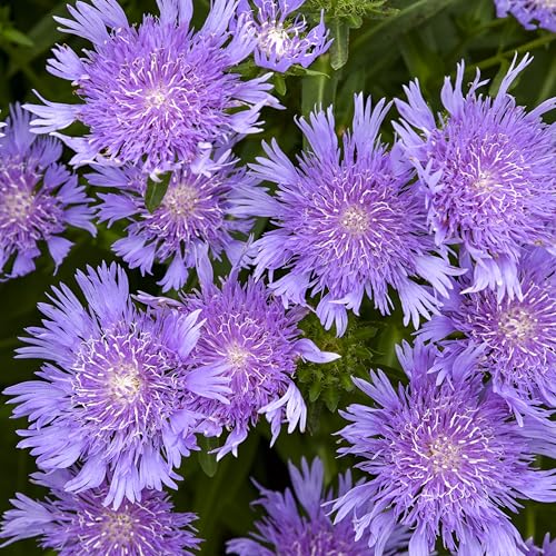 Live Plant Green Promise Farms - Proven Winners Stokesia Laevis Totally Stoked Riptide Aster, Purple Flowers #1 Size Pot - Plant Does Not Ship to Az, Ca, Hi, Id, Mt, Nv, Or, Pr, Ut &amp;amp; Wa!