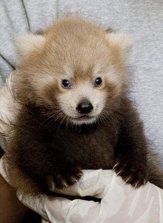 red panda cub